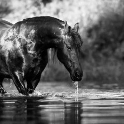 00029 - Caballos