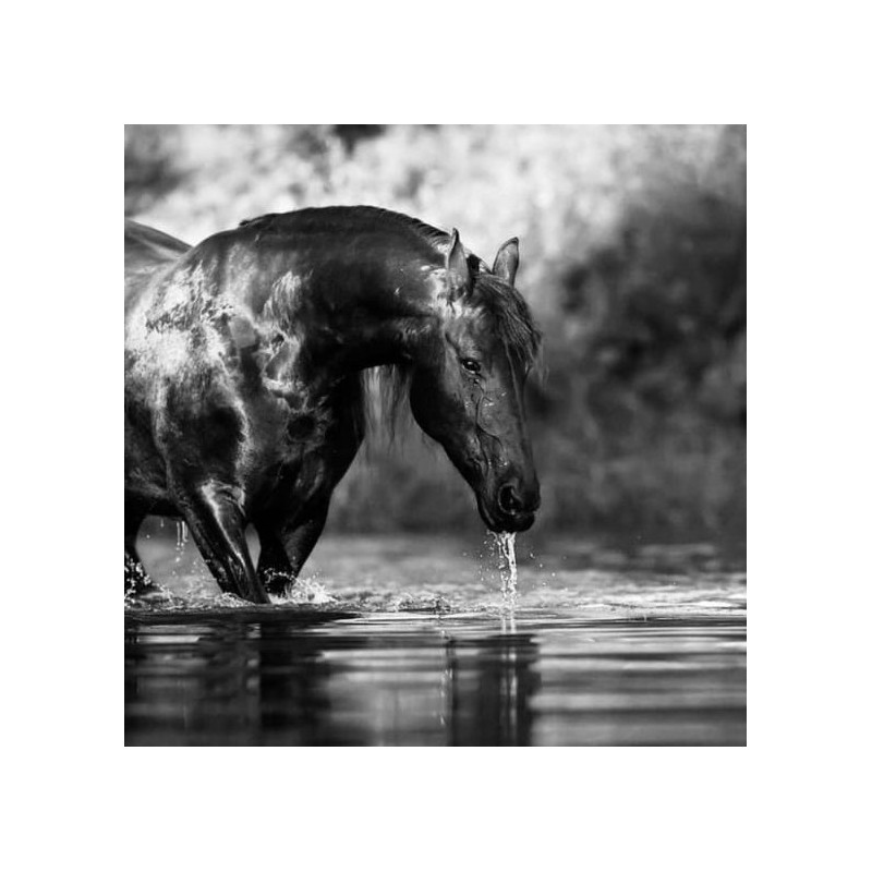 00029 - Caballos 00029 - Caballos