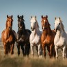00071 - Caballos