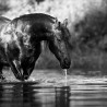 00072 - Caballos