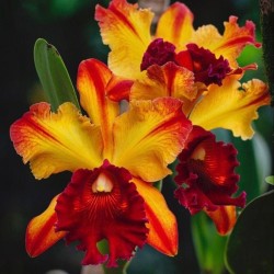 00076 - Flores