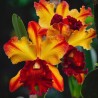 00076 - Flores