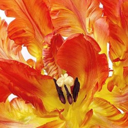 00076 - Flores