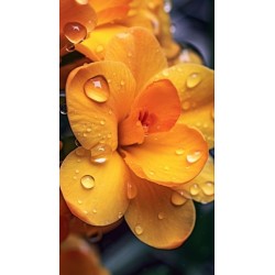 00076 - Flores
