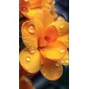 00076 - Flores